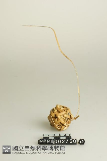 籐球藏品圖，第1張