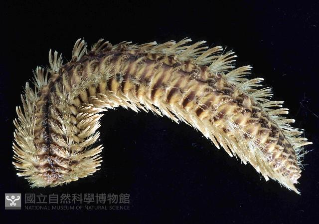 黃海毛蟲藏品圖，第1張