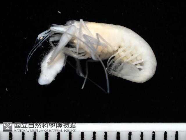 未知種槍蝦藏品圖，第1張