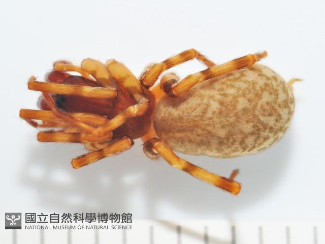 寬股隙蛛藏品圖，第1張