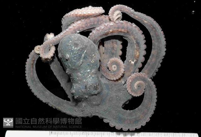 新種章魚TW45藏品圖，第1張