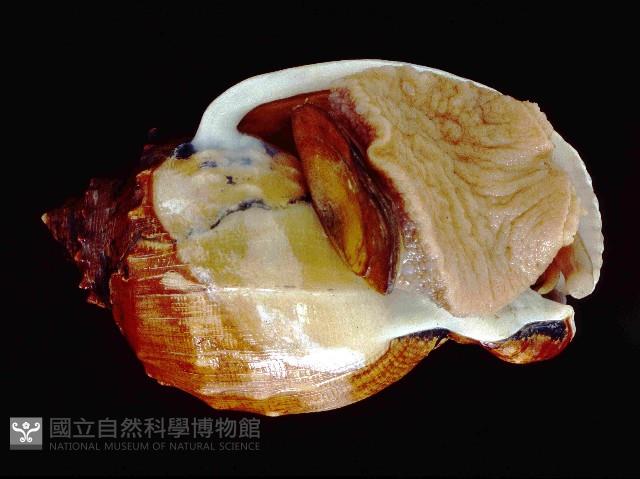 飴色鬘螺藏品圖，第1張