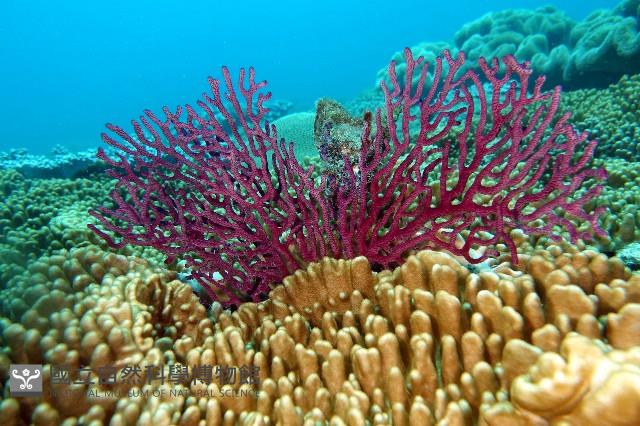 未知種真網柳珊瑚藏品圖，第1張