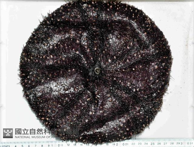 蹄棘革海膽藏品圖，第1張