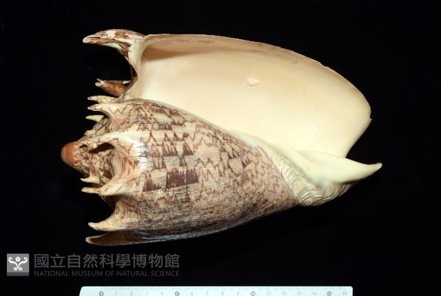 帝王渦螺藏品圖，第1張