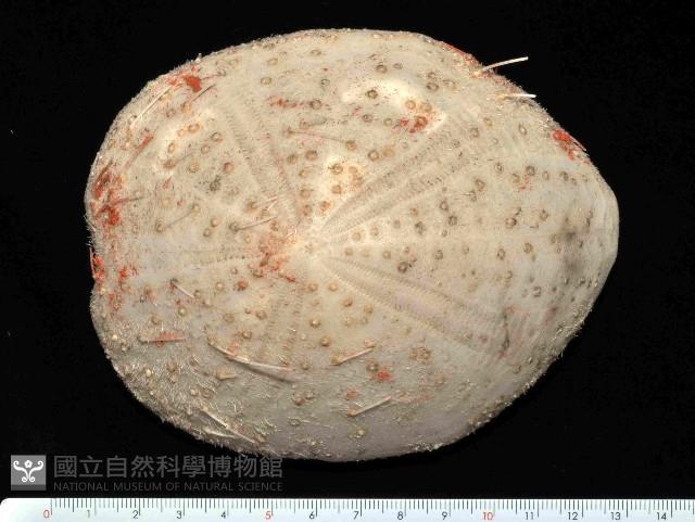 大脆心形海膽藏品圖，第1張