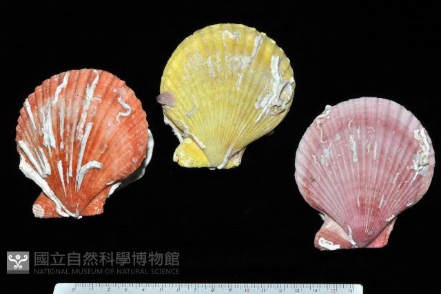 高貴海扇蛤藏品圖，第1張