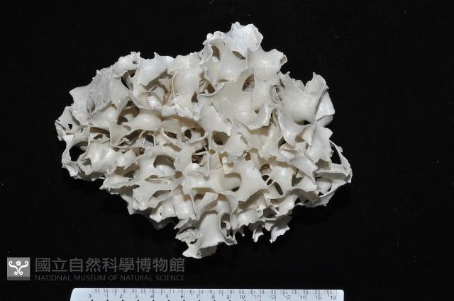 未知種雙湧苔蟲藏品圖，第1張