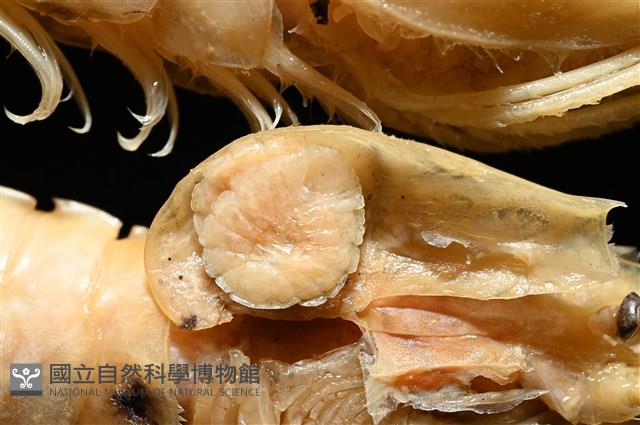 思氏不對稱鰓虱藏品圖，第1張