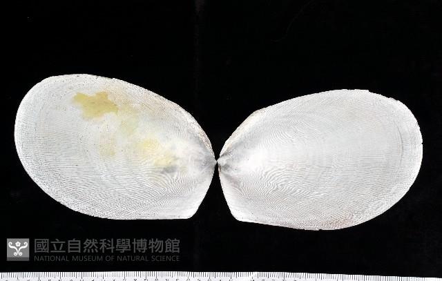 菲律賓巨狐蛤藏品圖，第1張