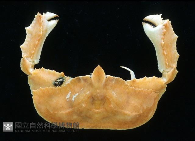 環狀(圓拱)隱足蟹藏品圖，第1張