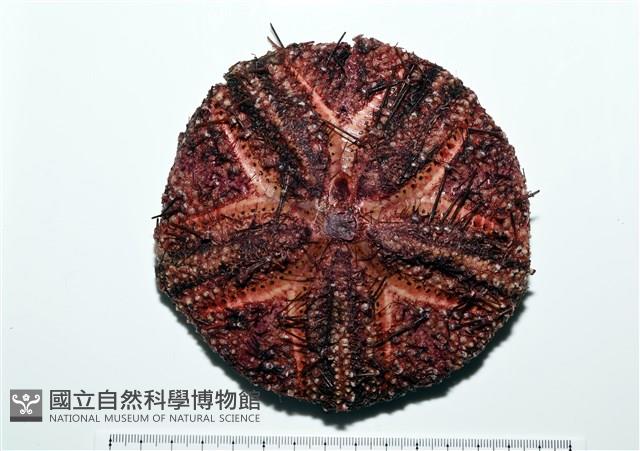 輻星肛海膽藏品圖，第1張
