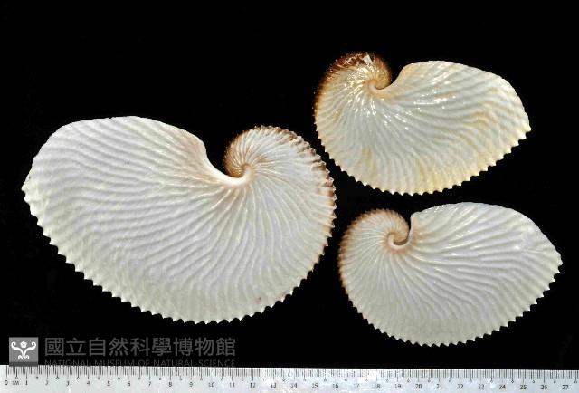 扁船蛸藏品圖，第1張