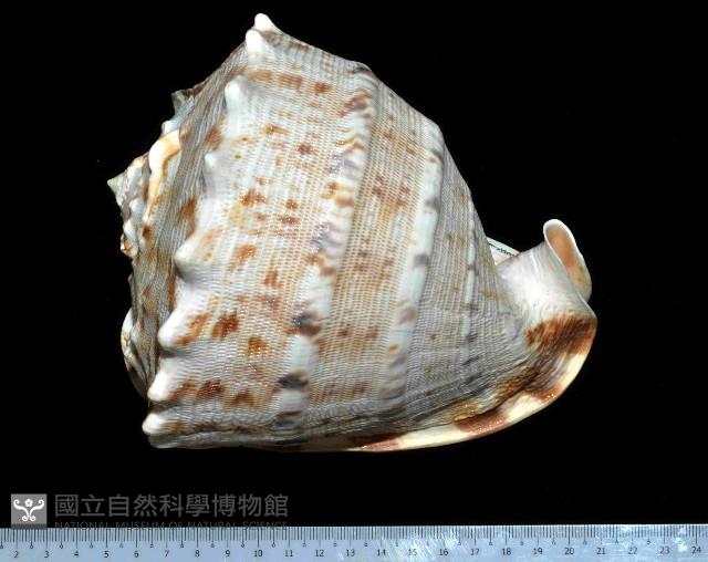 唐冠螺藏品圖，第1張
