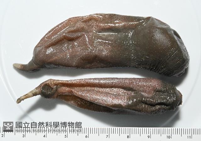紫紋芋參藏品圖，第1張