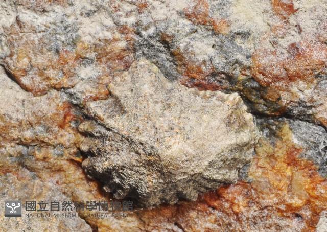 鵜足青螺藏品圖，第1張