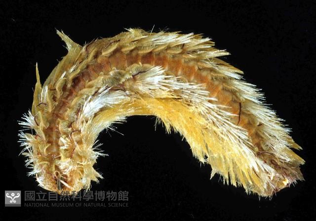 梯斑海毛蟲藏品圖，第1張