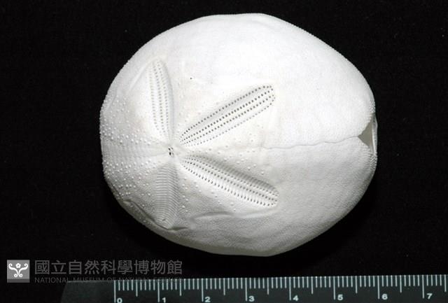 心形海壺藏品圖，第1張