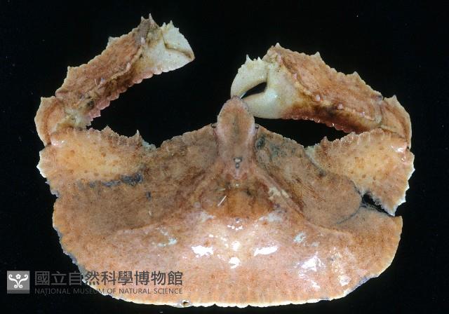 環狀(圓拱)隱足蟹藏品圖，第1張