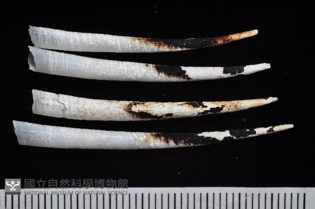 土佐象牙貝藏品圖，第1張