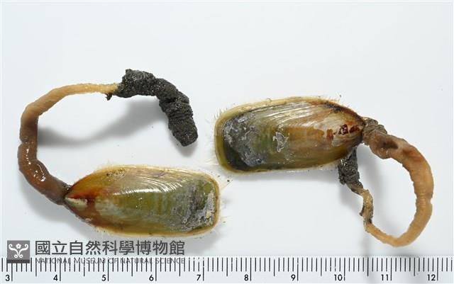 亞氏海豆芽藏品圖，第1張