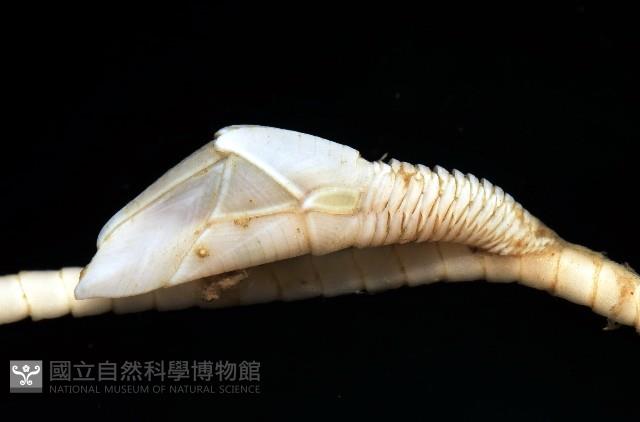 藤壺三角鎧茗荷藏品圖，第1張