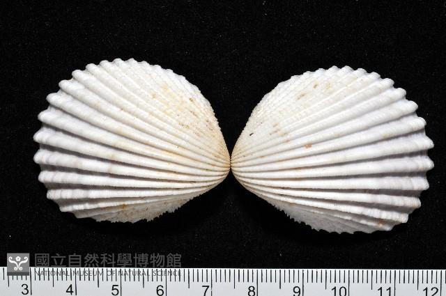 登錄號:006844-00047藏品圖，第1張