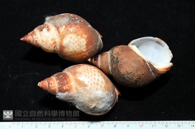 日本鳳螺藏品圖，第1張