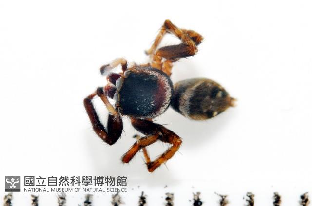 毛垛兜蠅虎藏品圖，第1張