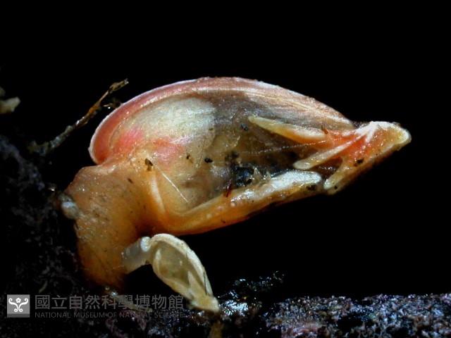 直板茗荷藏品圖，第1張