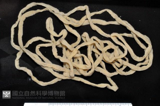 未知種紐蟲藏品圖，第1張