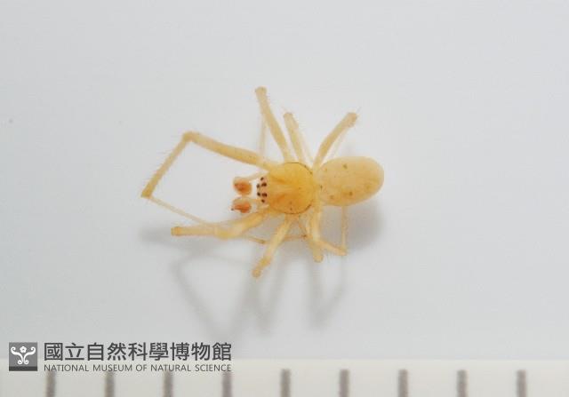 蘭嶼金姬蛛藏品圖，第1張