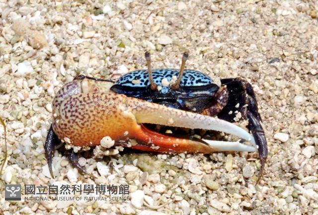 四角招潮藏品圖，第1張