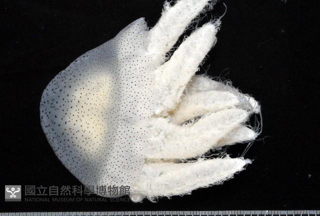 端鞭水母藏品圖，第1張