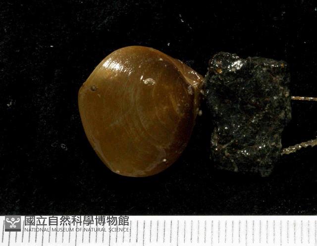 未知種酸漿貝(腕足類)藏品圖，第1張