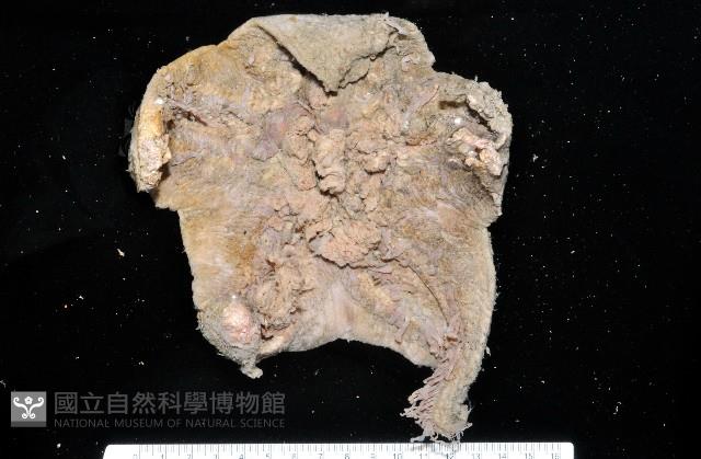 未知種薄膜海星藏品圖，第1張