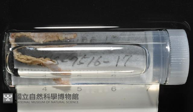梧棲搓蟄蟲藏品圖，第1張