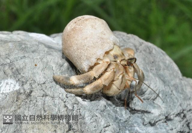 皺紋(灰白)陸寄居蟹藏品圖，第1張