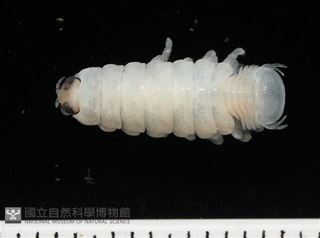未知種縮頭水虱藏品圖，第1張