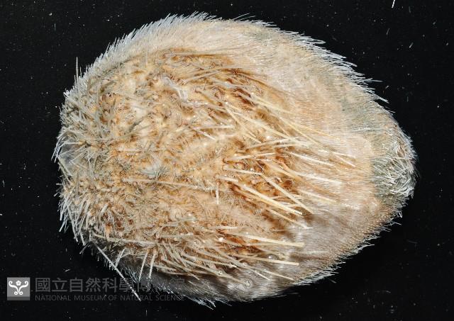 大裸心海膽藏品圖，第1張