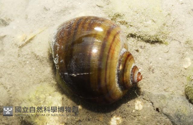 福壽螺藏品圖，第1張