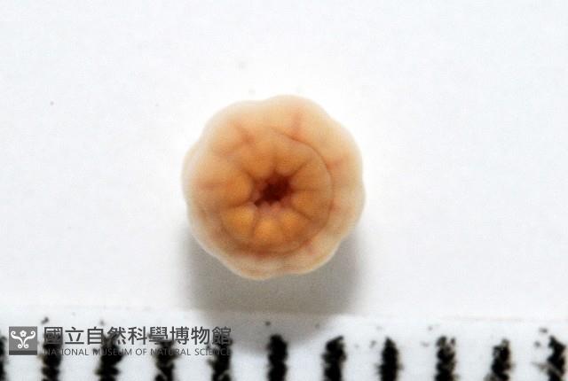 未知種海葵(海葵目)藏品圖，第1張