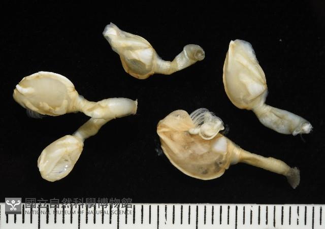 斧板茗荷藏品圖，第1張