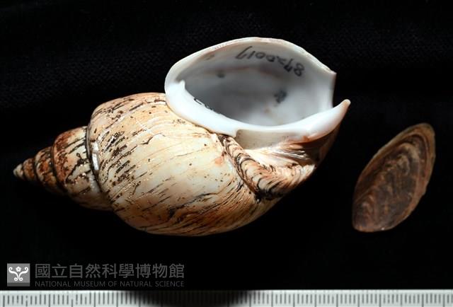 霧花鳳螺(華南鳳螺)藏品圖，第1張