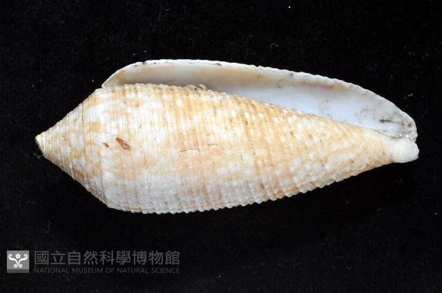 長芋螺藏品圖，第1張