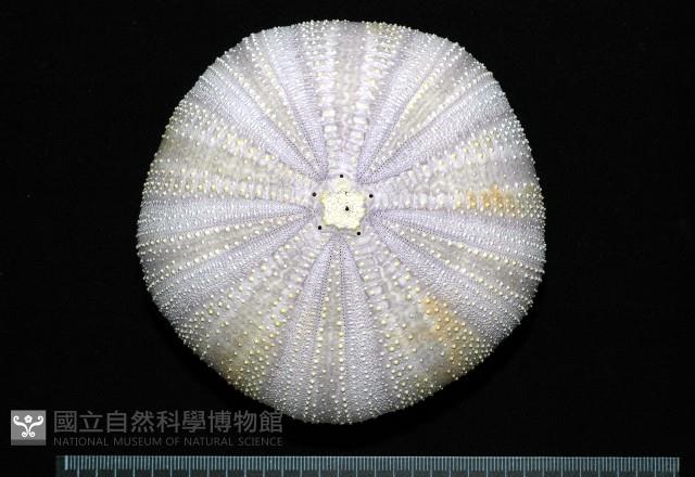 白棘三列海膽藏品圖，第1張