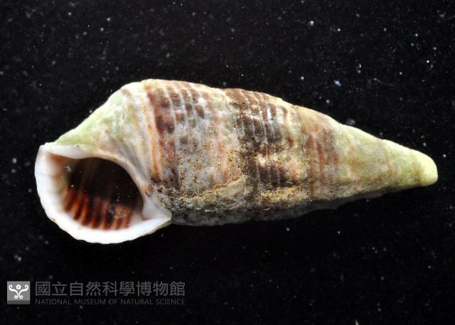 瘦海蜷(古氏灘棲螺)藏品圖，第1張