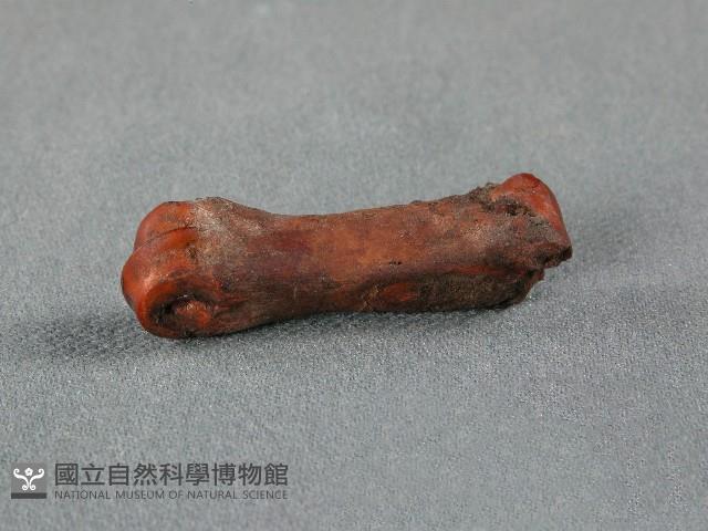 竹筒(骨)藏品圖，第1張