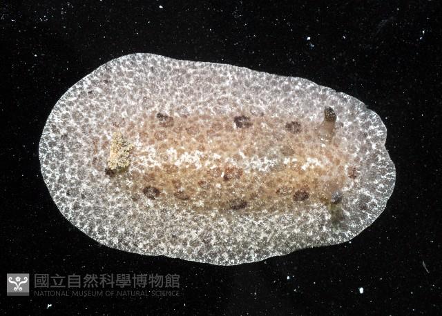 淡紫圓盤海蛞蝓藏品圖，第1張