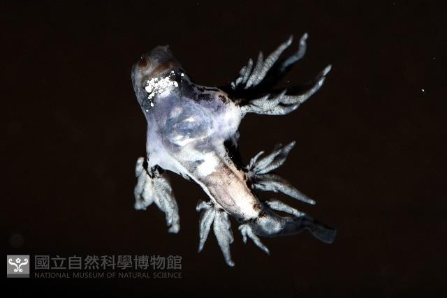 大西洋海神海蛞蝓藏品圖，第1張